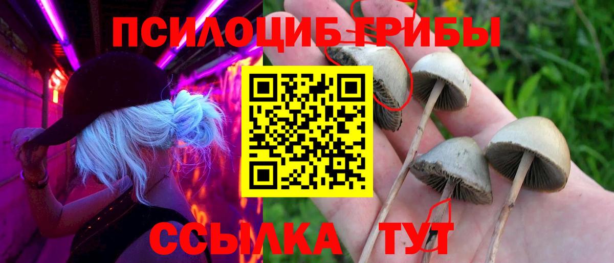 купить наркоту  Галлюциногенные грибы Psilocybine cubensis  Вход с VPN  Орск 